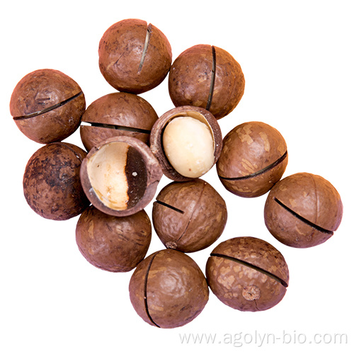 Big Size Roasted Macadamia In Shell For Sale